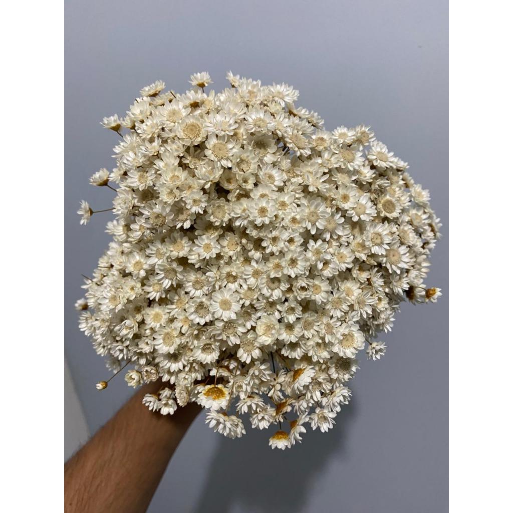1.000 Flores sempre viva, Flor seca natural | Shopee Brasil