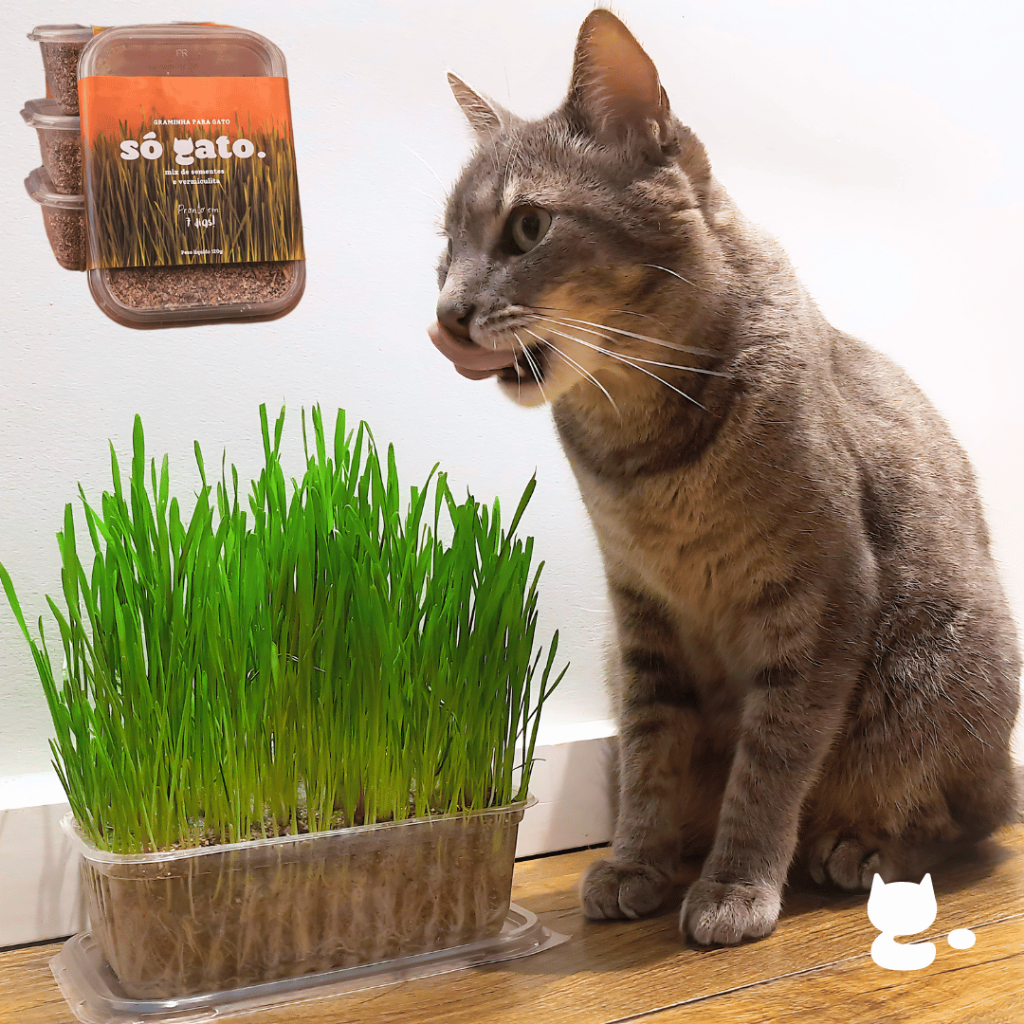 Graminha Mix Sementes Para Gato (Petisco Natural)