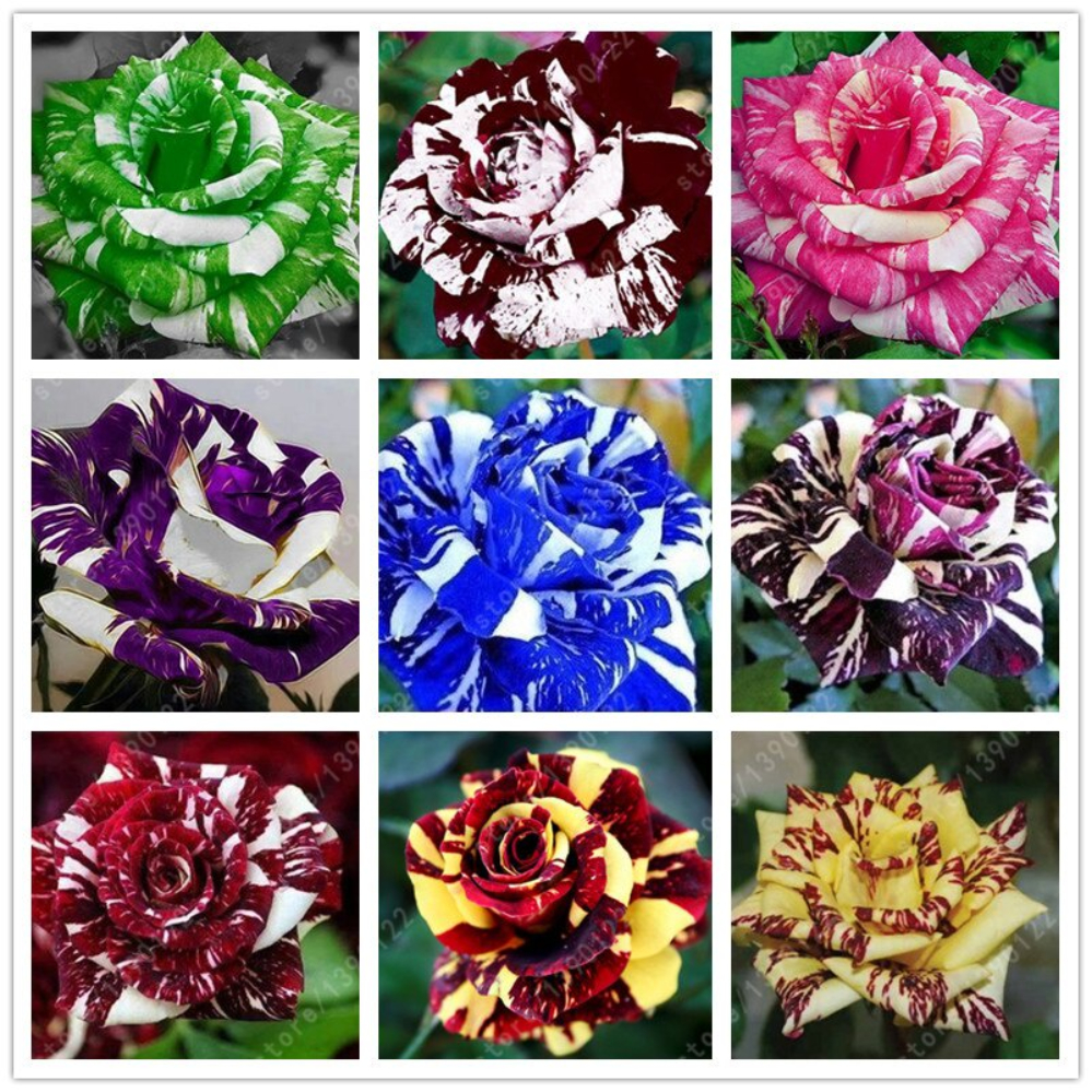 200 sementes rosas tigers sortidas com manual de cultivo flor | Shopee ...