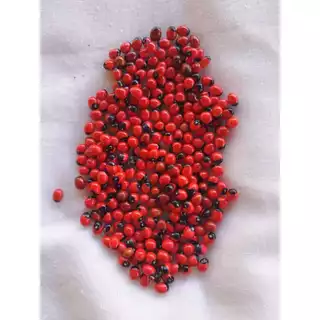 Semente para colar brinco terços do OLHO DE POMBO ou olho de cabra na COR PRETA COM VERMELHO original da semente POLIDA 100,200, 300 e 400 serve para Amuleto, pingente e ornamentos*