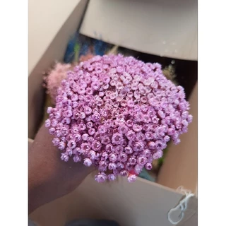 Flor sempre viva , lilás rosado (Lilás bebê)