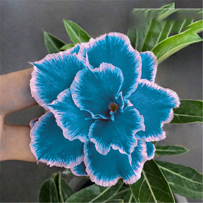 Flor Rosa do Deserto azul 3 Sementes raras | Shopee Brasil