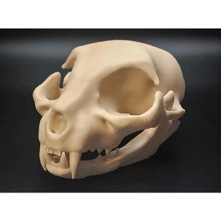 Crânio de Gato - Impressão 3D
