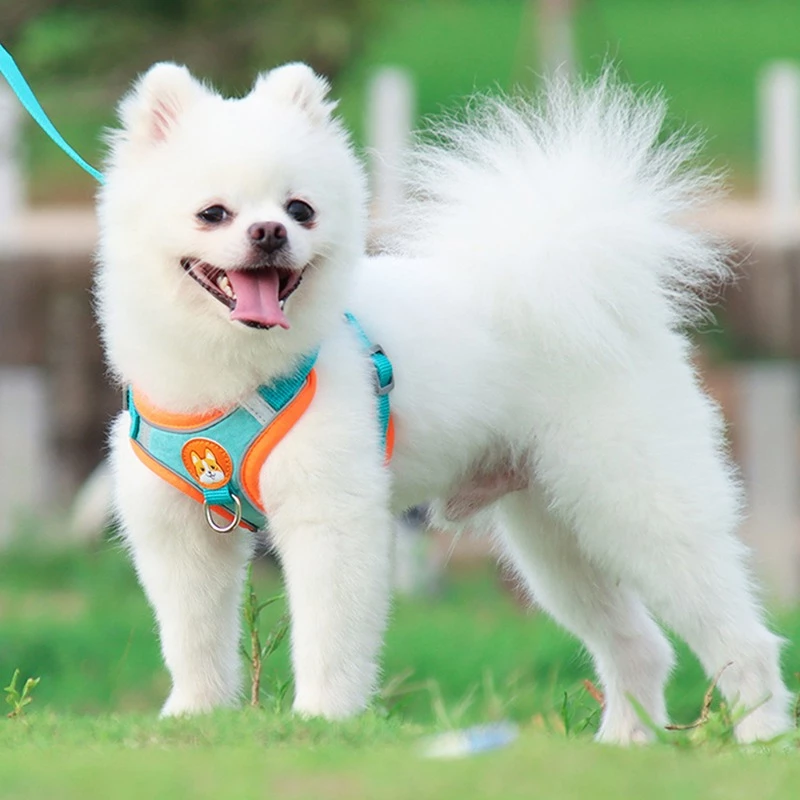 Peitoral para Pets com Guia Inclusa - Pool de Ofertas