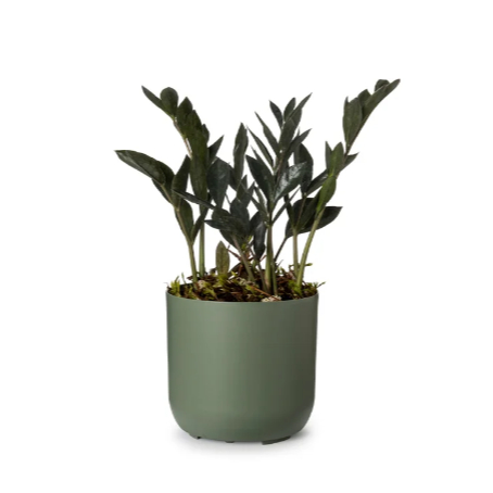 Cachepot Decoração Flores Pote 15 Raiz