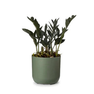 Cachepot Decoração Flores Pote 15 Raiz