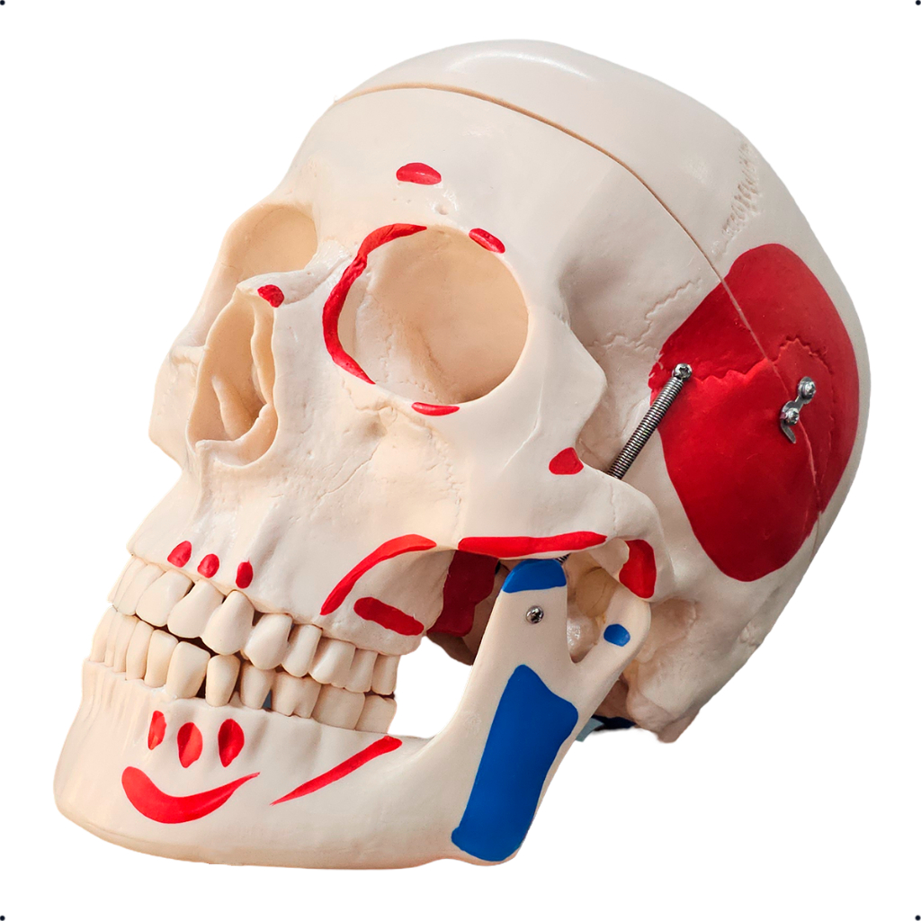 Modelo De Crânio Humano Com Músculos Pintado - Tamanho Real | Shopee Brasil