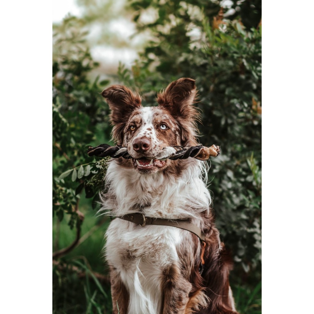 Trança bovina mordedor natural para cachorro cães pet natuka