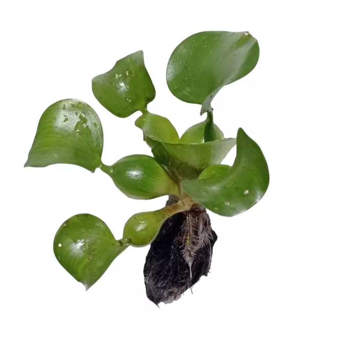 semente Muda de planta Aquática Aguapé Filtrante Ornamental Aquaponia