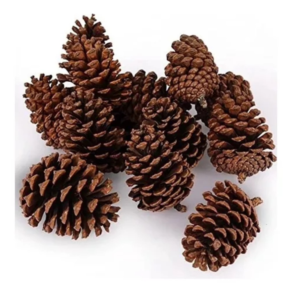 Pinha Natural 20 Unidades Para Artesanato Enfeite Natal | Shopee Brasil