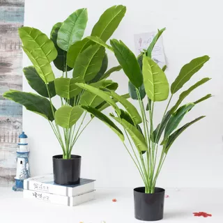 As folhas de bananeira têm 12 folhas e 18 folhas