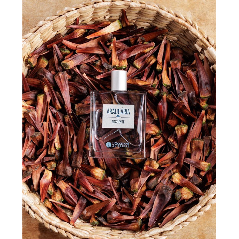 DEO COLÔNIA MASCULINA ARAUCÁRIA NASCENTE L'occitane au Brésil