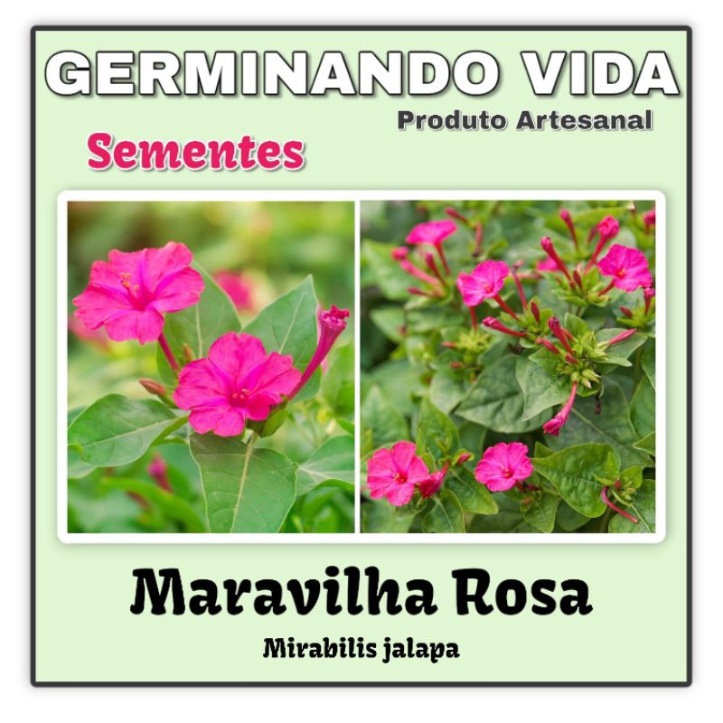 10 Sementes Maravilha Rosa - Bela Da Noite - Mirabilis Jalapa | Shopee ...