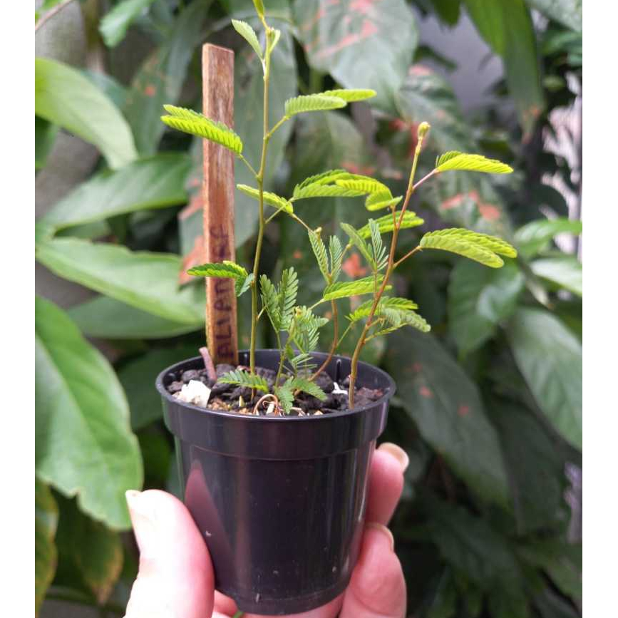 3 Mudas de caliandra brevipes na cor rosa | Shopee Brasil