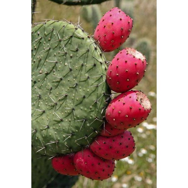 100 sementes fruta palma rosa com manual de cultivo pronta entrega ...