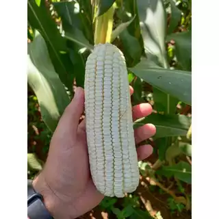 100 semente milho branco hibrido BMB 600