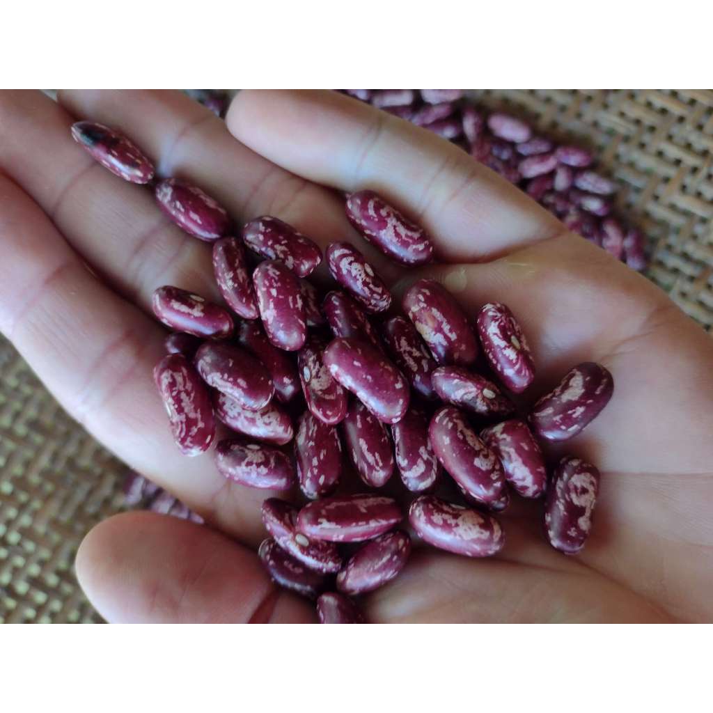 50 Sementes Crioulas de Feijão Boreal Rosa, Rajado Gigante | Shopee Brasil