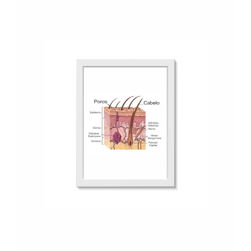 quadro-decorativo-dermatologia-anatomia-da-pele-tamanho-a4-moldura