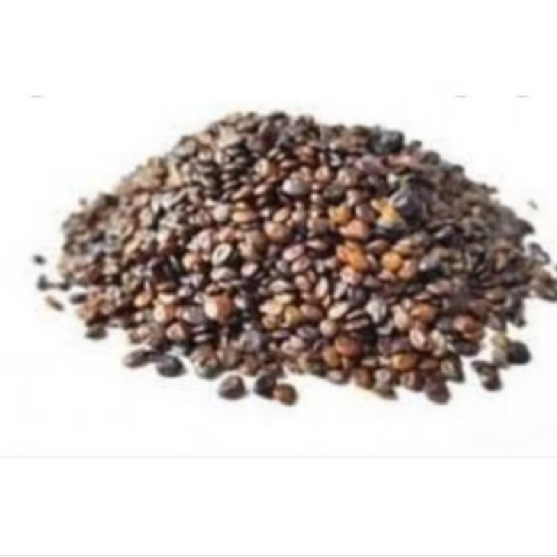 Sementes De Jurema Preta 200 Unidade