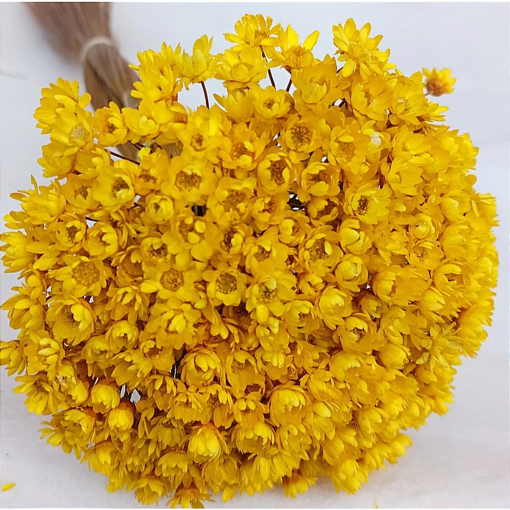 600 Florzinhas Naturais Sempre Viva Colorida Buquê Mosquitinho