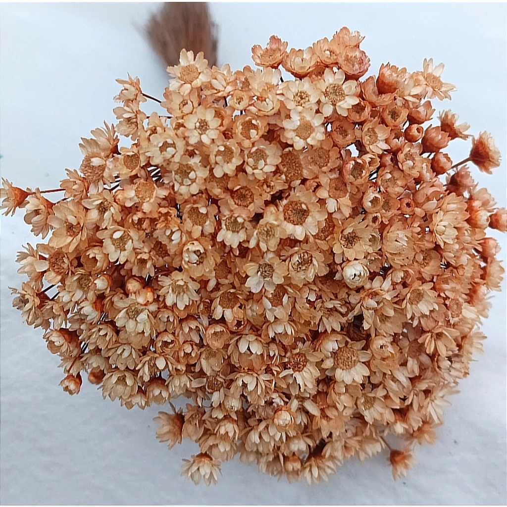 600 Florzinhas Naturais Sempre Viva Colorida Buquê Mosquitinho