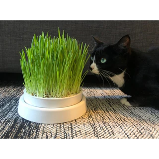 Vaso para Plantio de Grama para Gatos com Tampa Protetora