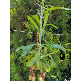 Clip de Suporte para Plantas Kit com 10 Unidades