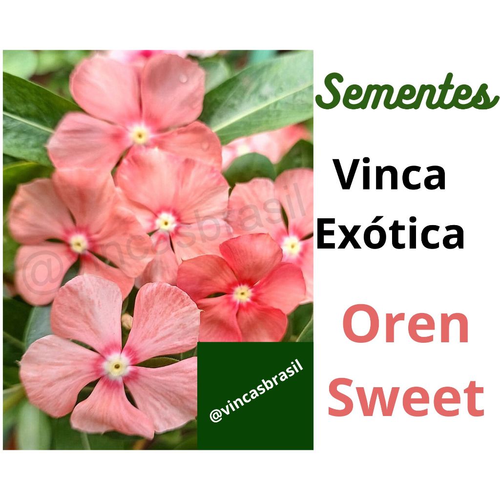 Vinca Oren Sweet Cores Raras | Shopee Brasil