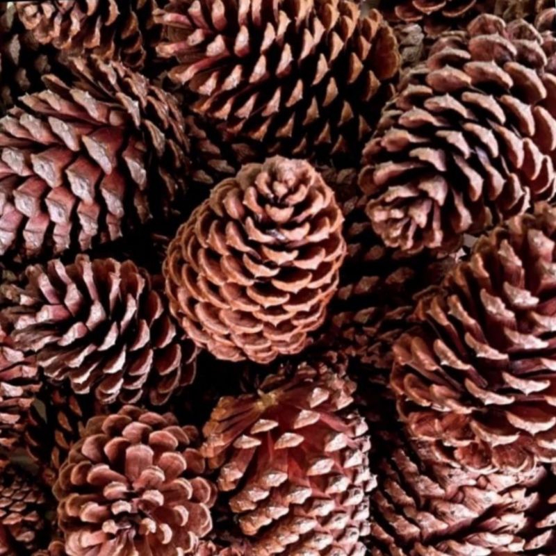 30 Pinhas naturais para trato de animais e acender lareira | Shopee Brasil