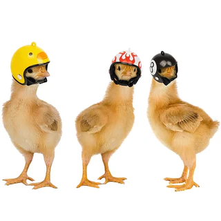 Mini Capacete pet para aves, pássaros de estimação e bonecas! + BRINDE!