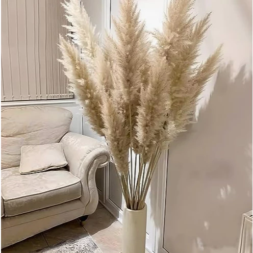 Capim dos Pampas Natural 2 a 15 Hastes Buquê Desidratado para Decoração Boho