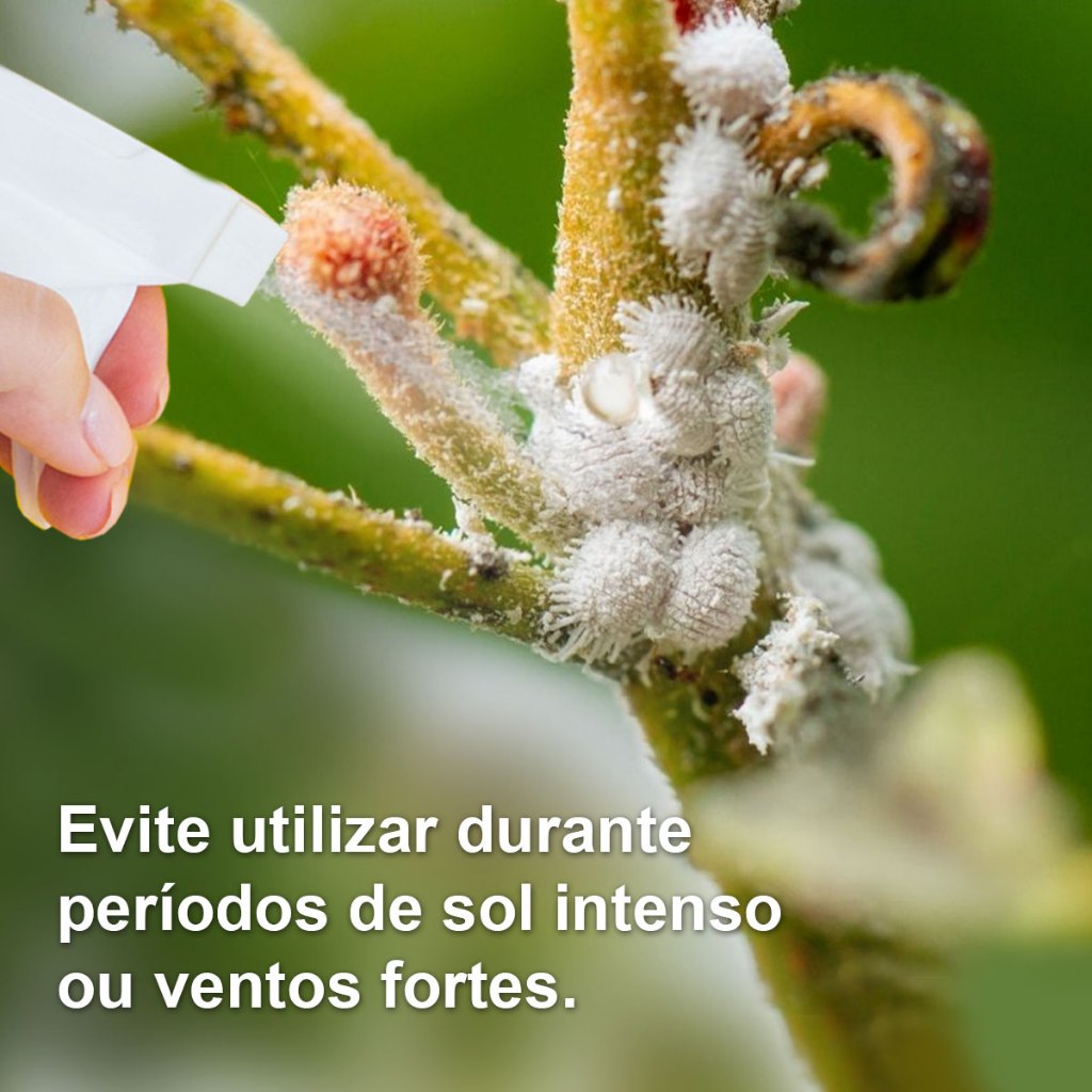 Imagem 5