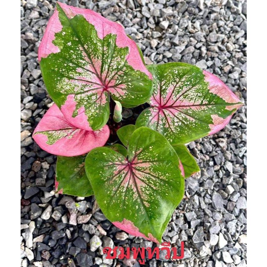 100 sementes caladium Lemon Blush com manual de cultivo pronta entrega ...