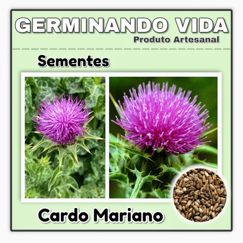 100 Sementes Cardo Mariano Santo Para Plantio - Silybum Marianum ...