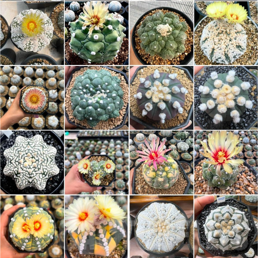 Astrophytum Híbrido Mix