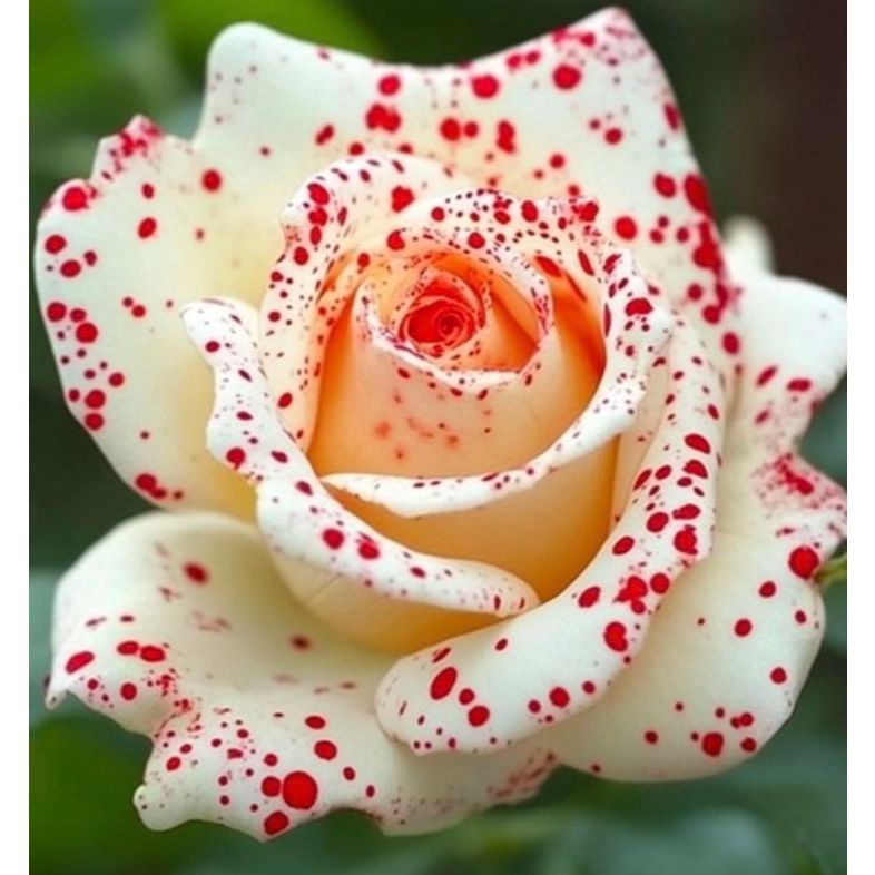 100 sementes rosa Archduke com manual de cultivo pronta entrega envio ...