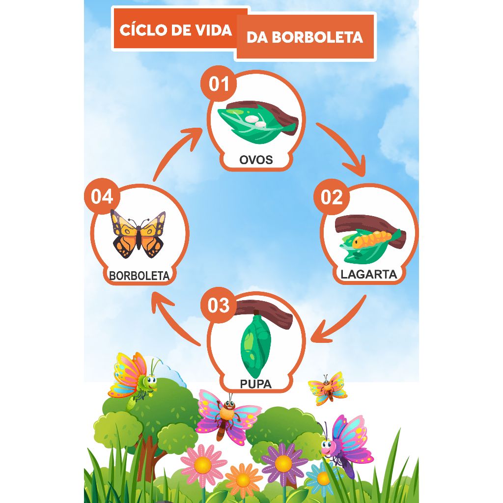 Banner BORBOLETAS Ciclos Fases da vida Metamorfose decoração sala aula ...