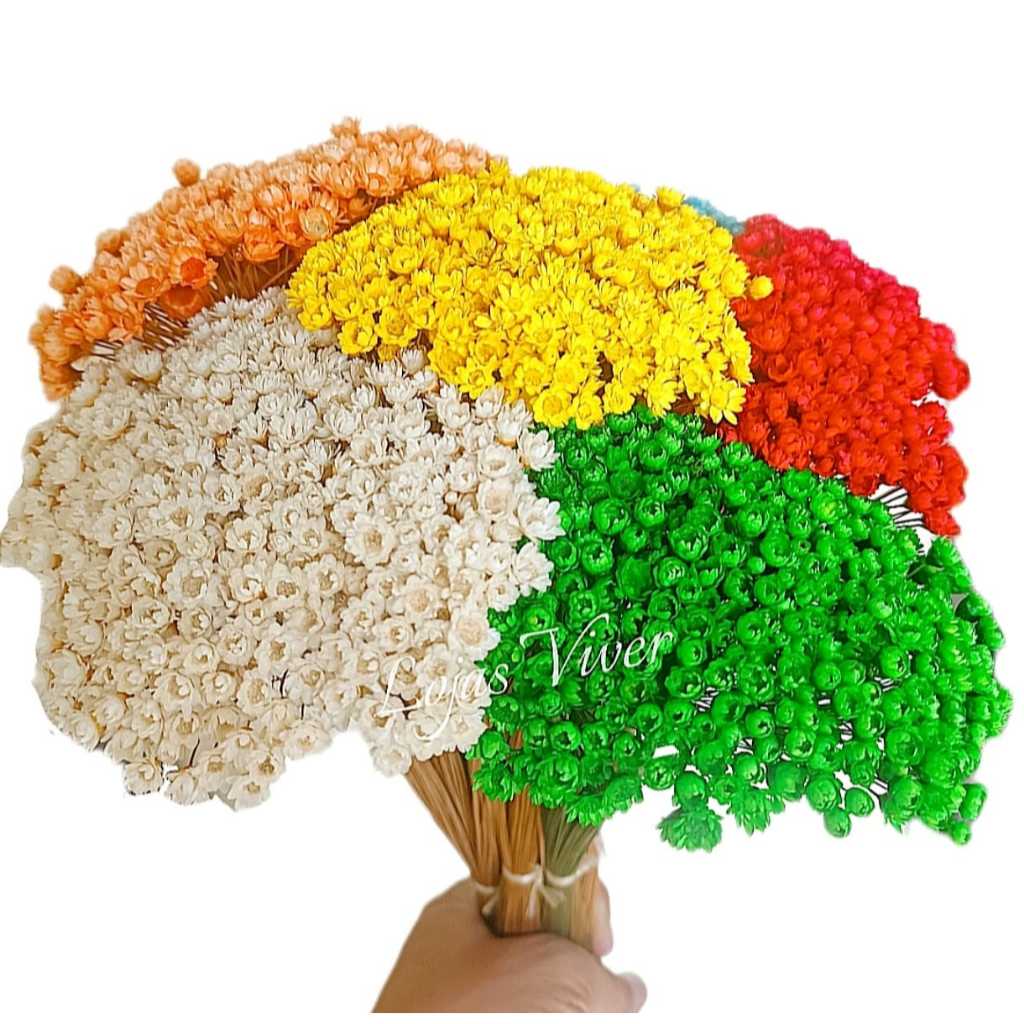 600 Florzinhas Naturais Sempre Viva Colorida Buquê Mosquitinho