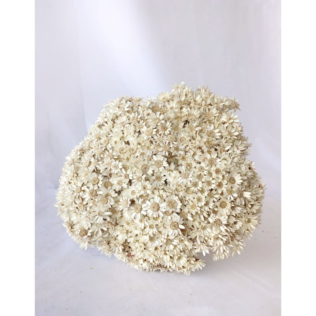 Kit Com Até 1.000 Flores Sempre viva, Flor Seca Natural | Shopee Brasil