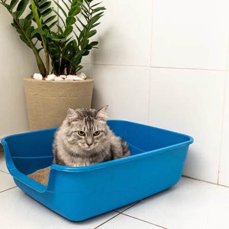 Kit 2 Caixa de Areia Gatos Grande 62x50x20 Furba Jumbox Pet Injet - Nude