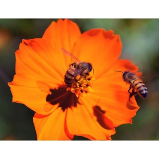 Sementes Cosmos – Bidens Sulphurea - Cosmo Laranja