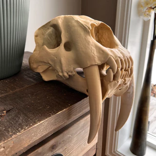 Crânio de Smilodon (Tigre dente de sabre) - Em impressão 3D.
