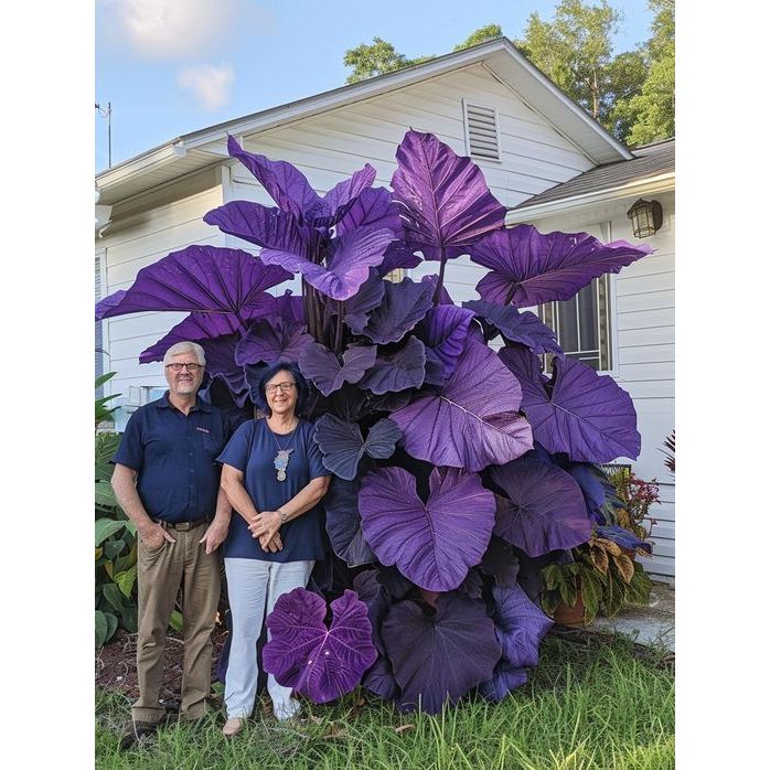 100 sementes Caladium 'Sunset Glow' com manual de cultivo pronta ...