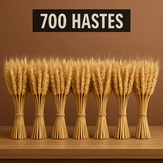 700 Hastes de Trigo Flores Secas Para Decoração Elegante Sala Casamento Convite Arranjo Mesa Artes