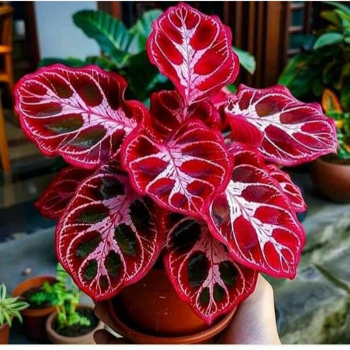 Caladium Camaleão Rubro – imagem ilustrativa