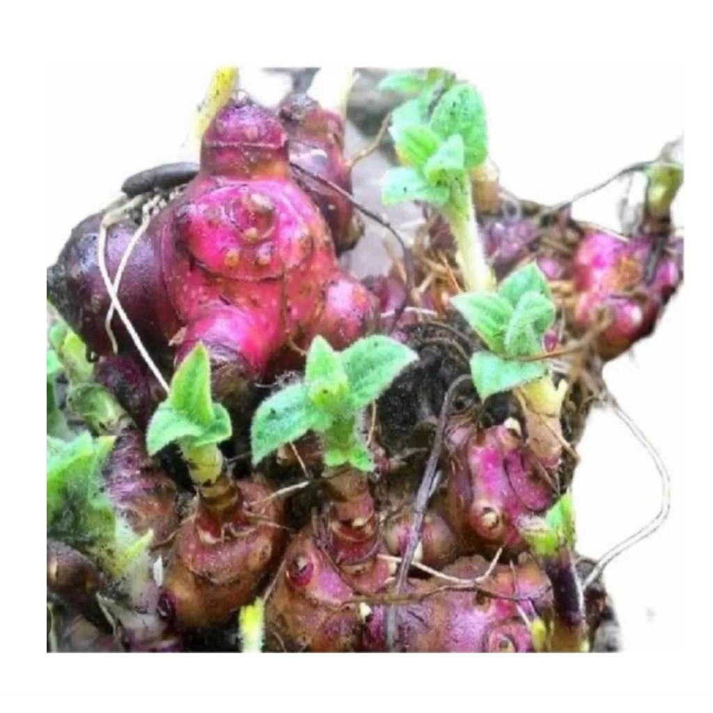 50 Rizomas Batata Yacon Selecionados Livre De Agrotóxicos Prontos Para ...
