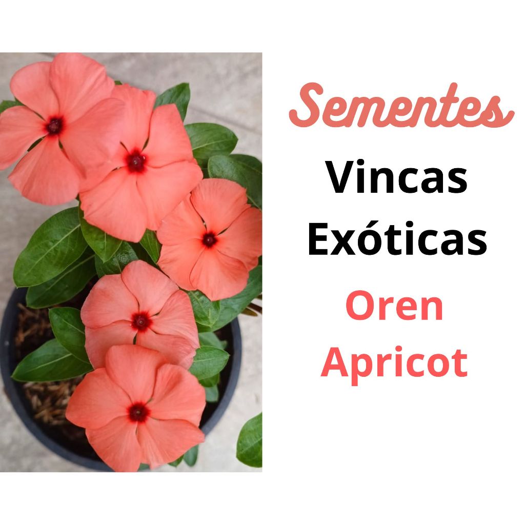Vinca Oren Apricot Cores Raras | Shopee Brasil