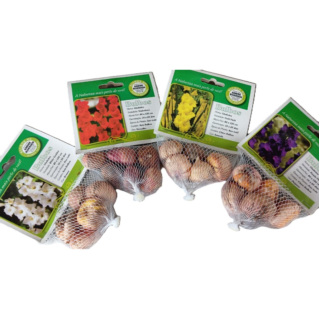 Gladiolo - palma de santa rita