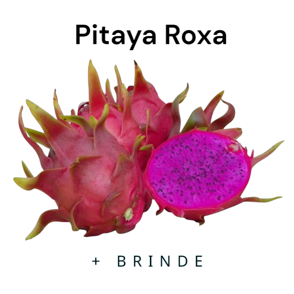 Pitaya Roxa kit com 3 mudas | Shopee Brasil