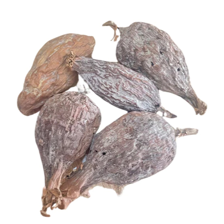 Fava De Ataré Pimenta Da Costa Africana Natural Unidade Umbanda E ...